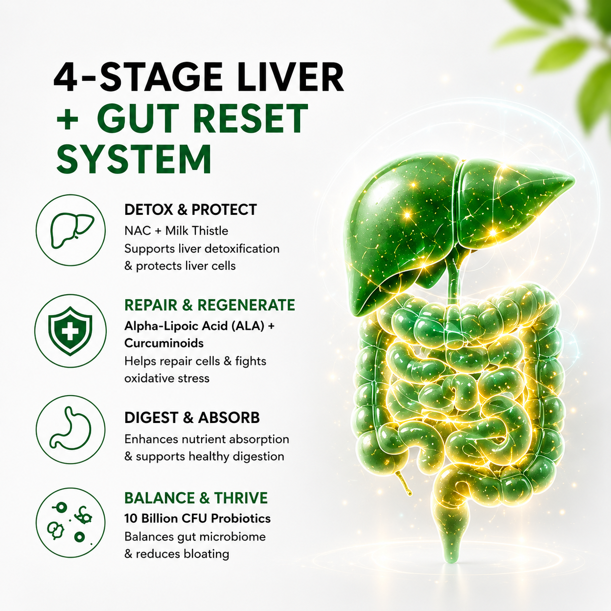 4-Stage Liver + Gut Reset System